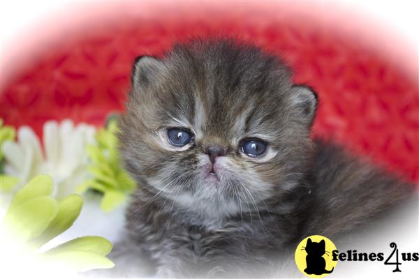 centralparkpersians Picture 3